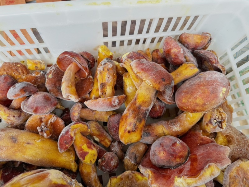 野生黄牛肝菌冻红葱冻品见手青酒店餐饮火锅专用
