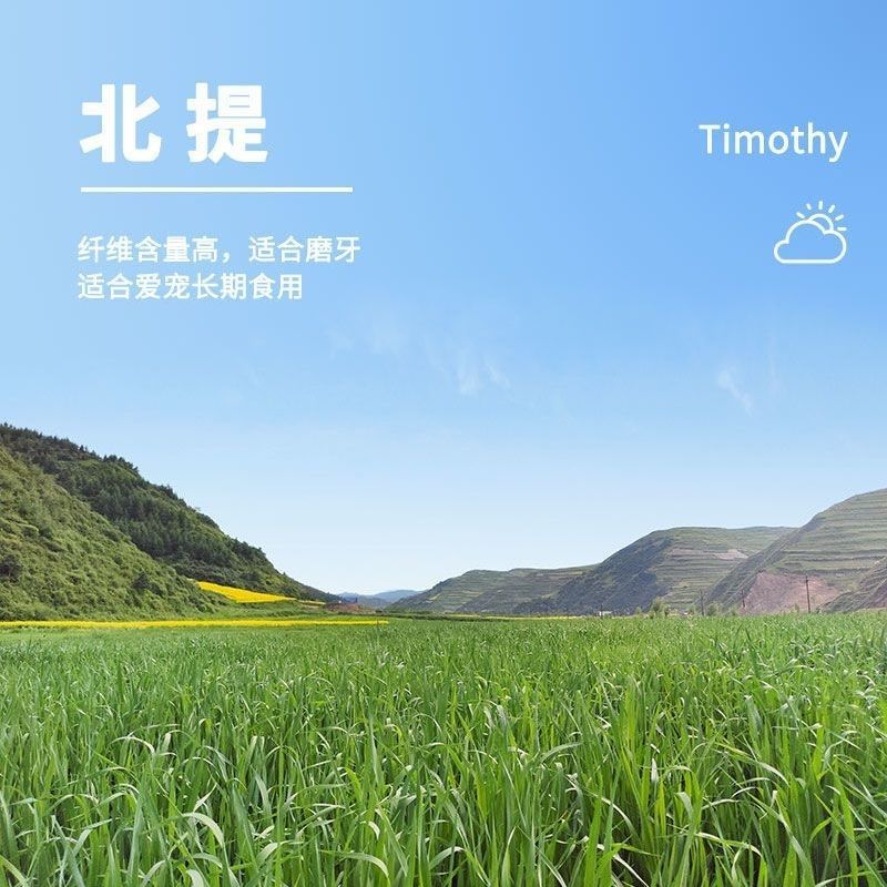 晒干烘干提摩西