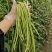 豇子牙长豇豆种子翠绿色长豆角种籽厚肉结荚多耐老化春秋播蔬