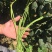 豇子牙长豇豆种子翠绿色长豆角种籽厚肉结荚多耐老化春秋播蔬