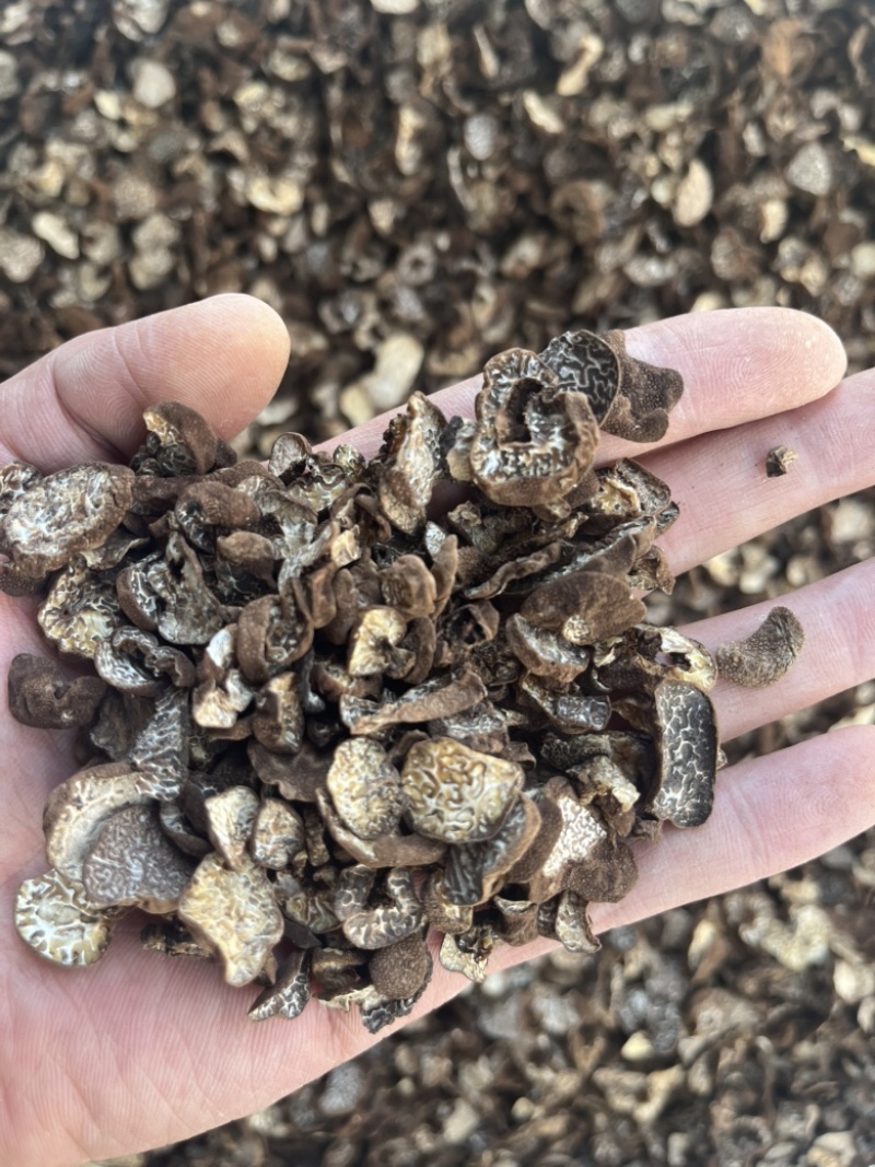 黑松露母片猪哄菌干品打粉料常年现货批发产地直销