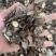 黑松露母片猪哄菌干品打粉料常年现货批发产地直销