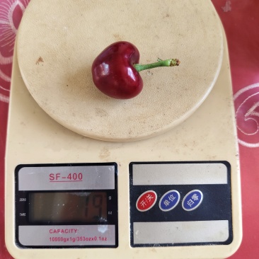精品俄罗斯八号大樱桃表光好硬度好