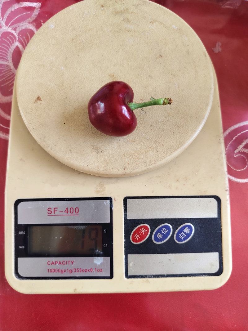 精品俄罗斯八号大樱桃表光好硬度好