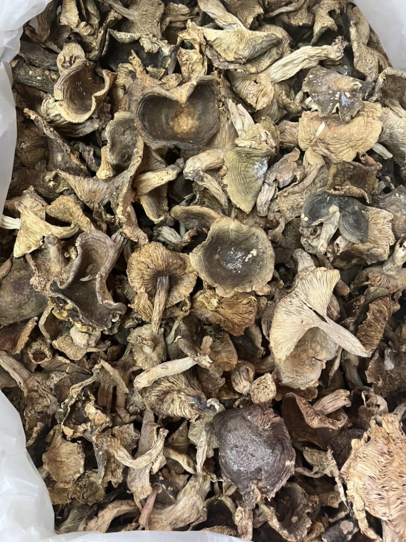 野生梨菇干货青头菌绿豆菌产地直销批发大量供货