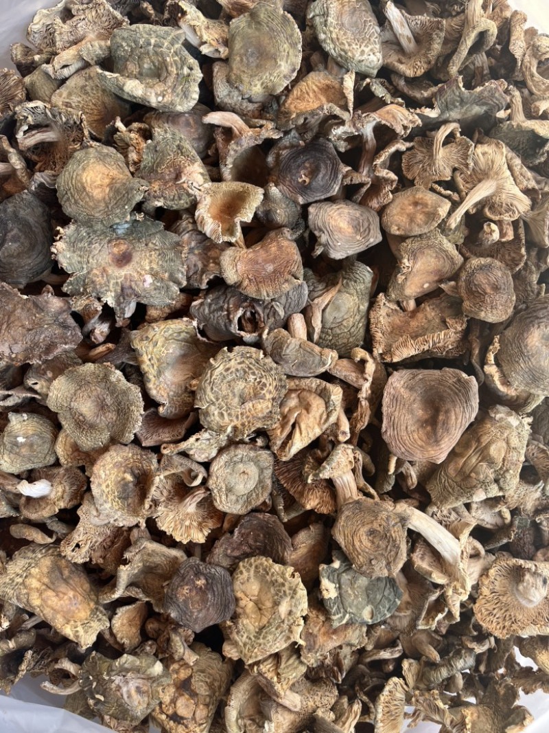 野生梨菇干货青头菌绿豆菌产地直销批发大量供货