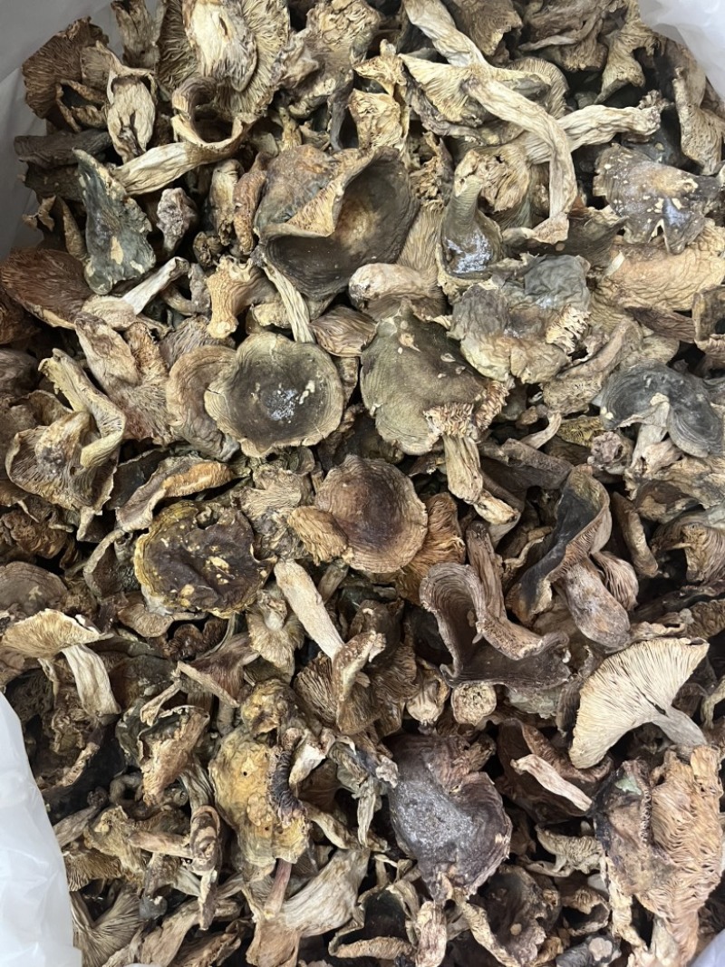 野生梨菇干货青头菌绿豆菌产地直销批发大量供货