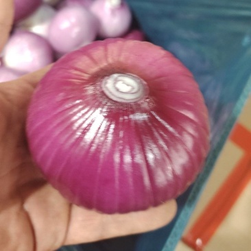 去皮洋葱代加工代发适合饭店预制菜各种食堂电商大量现货供应