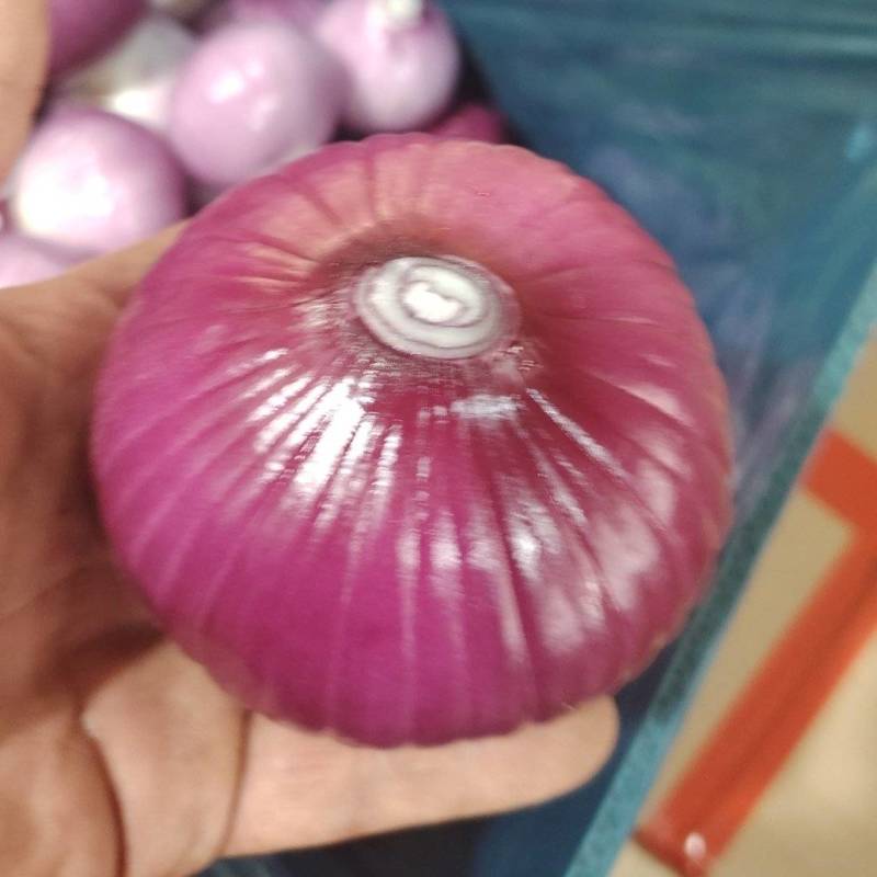 去皮洋葱代加工代发适合饭店预制菜各种食堂电商大量现货供应