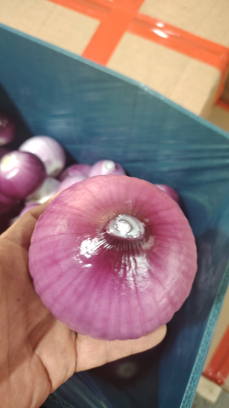 去皮洋葱代加工代发适合饭店预制菜各种食堂电商大量现货供应