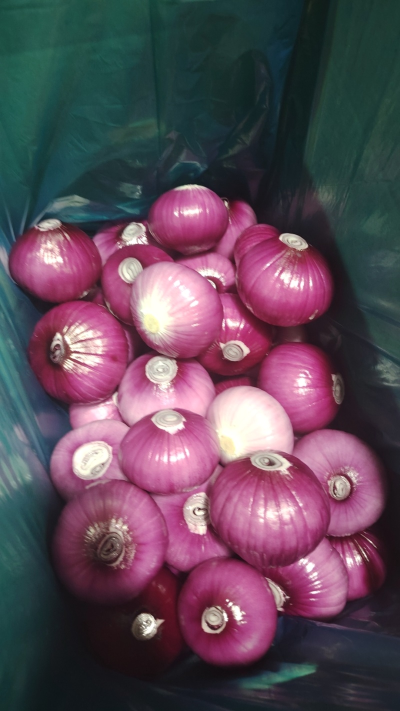 去皮洋葱代加工代发适合饭店预制菜各种食堂电商大量现货供应