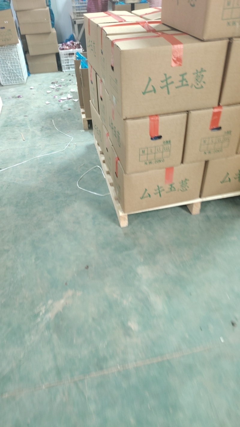 去皮洋葱代加工代发适合饭店预制菜各种食堂电商大量现货供应