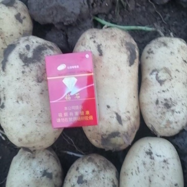 新乐土豆大量上市中荷兰十三无青头疤痕机械伤现挖现发全国接单
