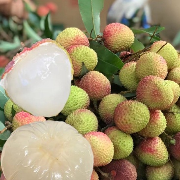 荔枝妃子笑大量上市产地直发一手货源品质保证