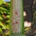 沃蔬608