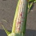 沃蔬608