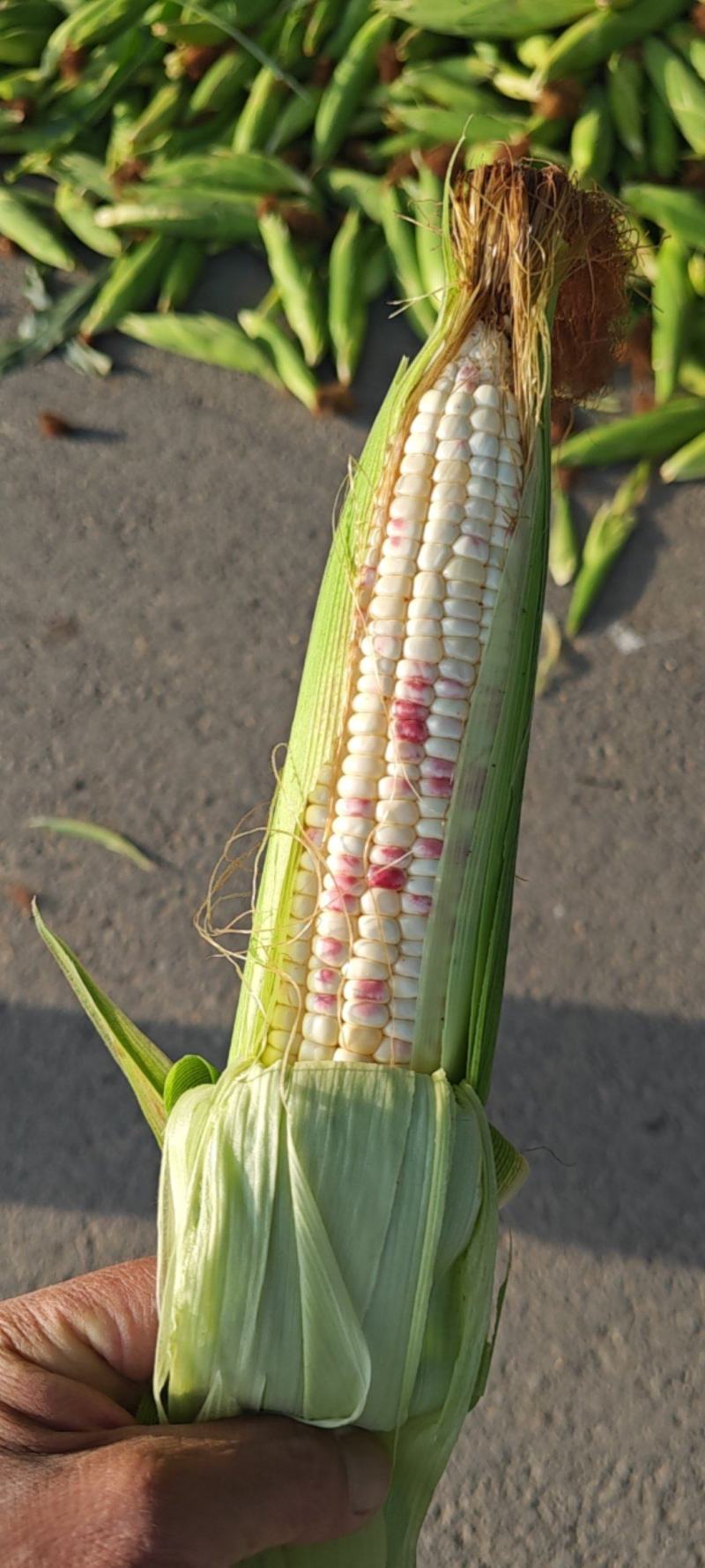 沃蔬608