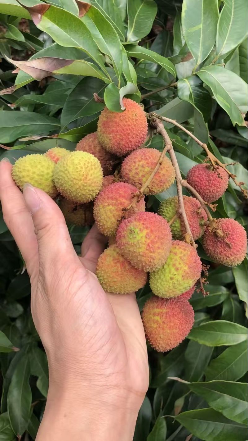 荔枝妃子笑大量上市产地直发价格优惠
