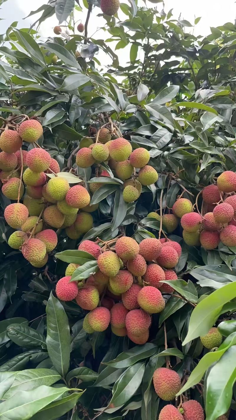 荔枝妃子笑大量上市产地直发价格优惠