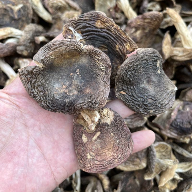 野生梨菇干货青头菌绿豆菌产地直销批发大量供货