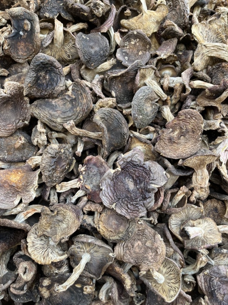 野生梨菇干货青头菌绿豆菌产地直销批发大量供货