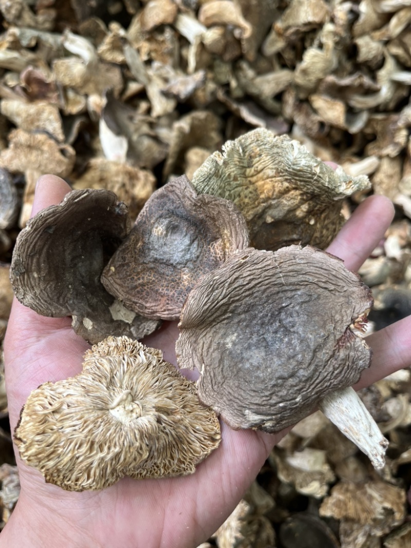 野生梨菇干货青头菌绿豆菌产地直销批发大量供货