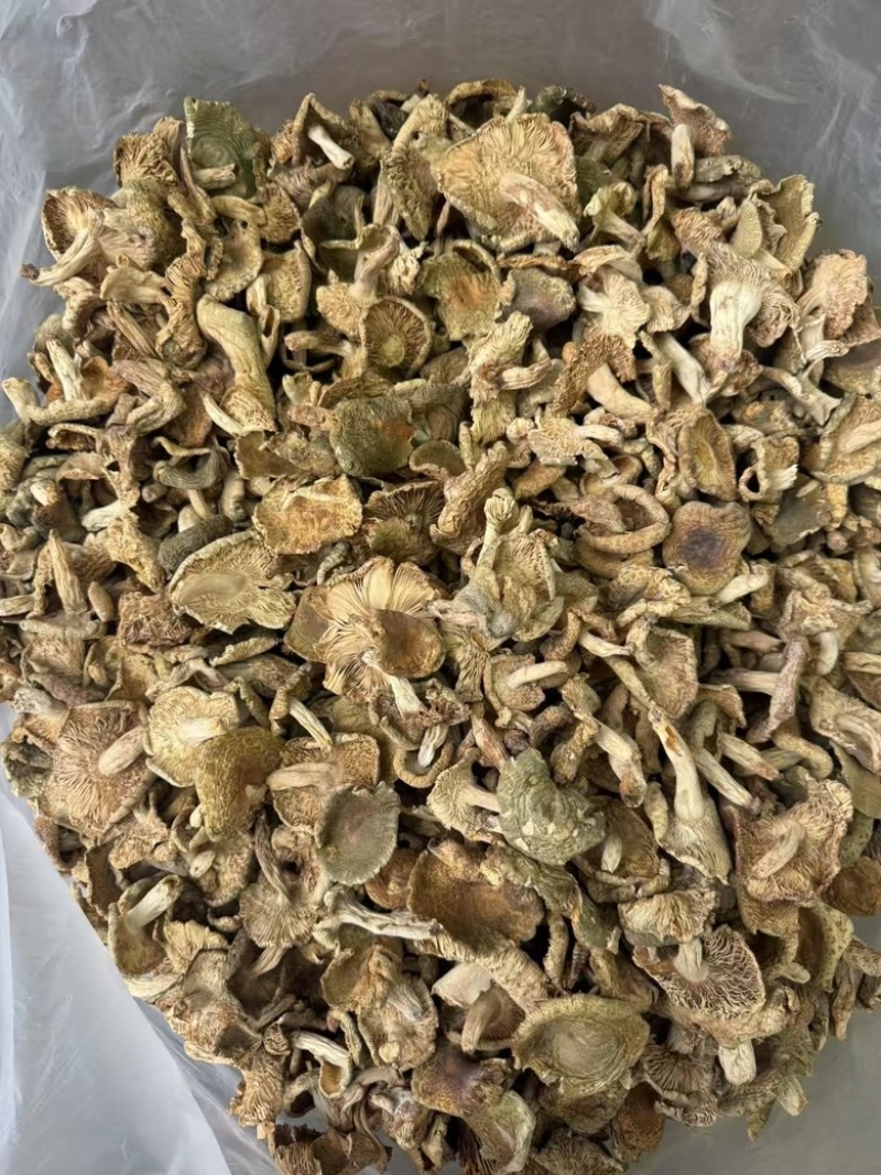 野生梨菇干货青头菌绿豆菌产地直销批发大量供货