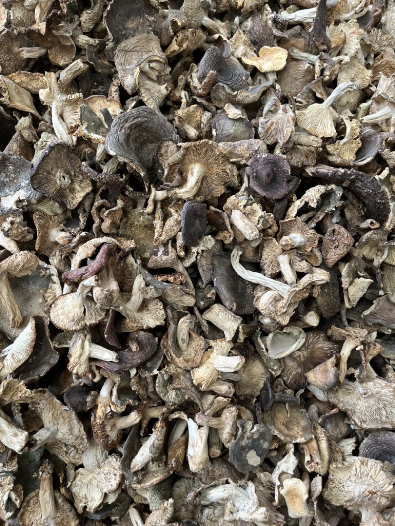 野生梨菇干货青头菌绿豆菌产地直销批发大量供货