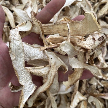 野生去皮青杆菌青冈菌干货好质量产地直销批发