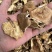 纯野生香菇干货香菌冬菇产地直销批发大货直供量大从优