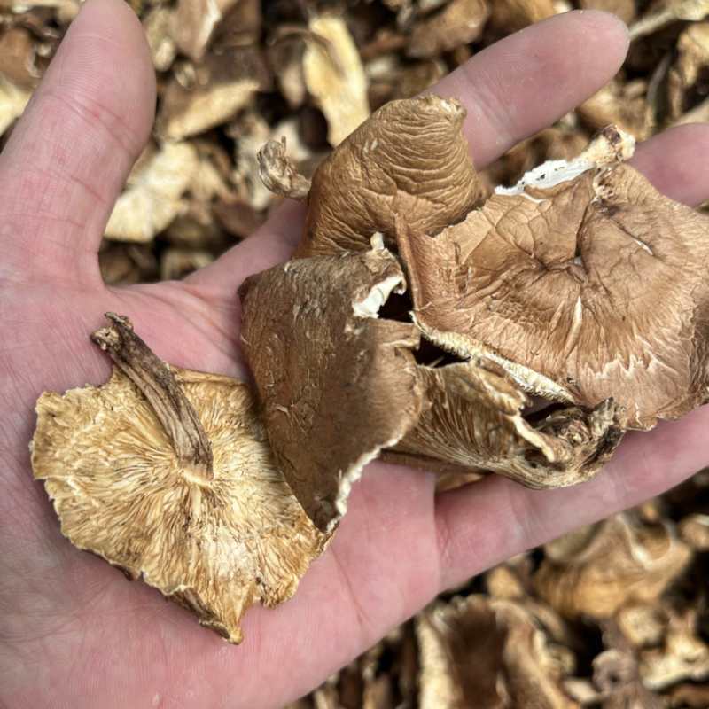 纯野生香菇干货香菌冬菇产地直销批发大货直供量大从优