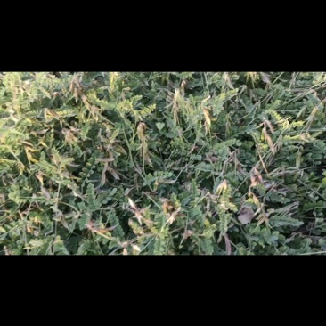 正宗大荔沙苑子