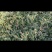 正宗大荔沙苑子