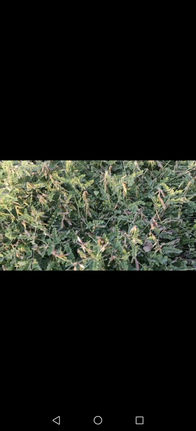 正宗大荔沙苑子