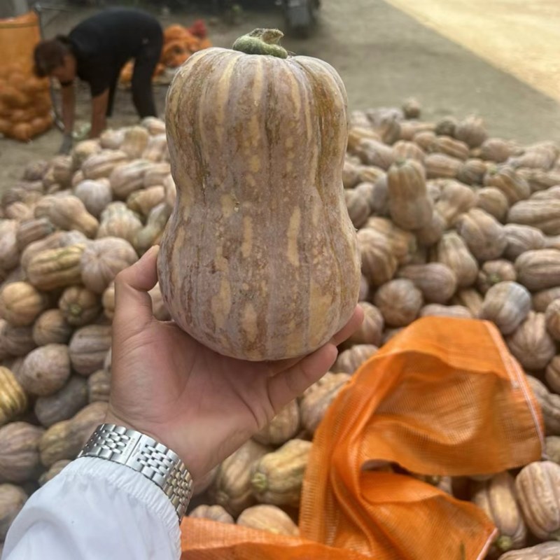 金香南瓜大量上市，口感面.甜个头均匀，需要的联系