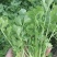 芹菜苗新苗上市