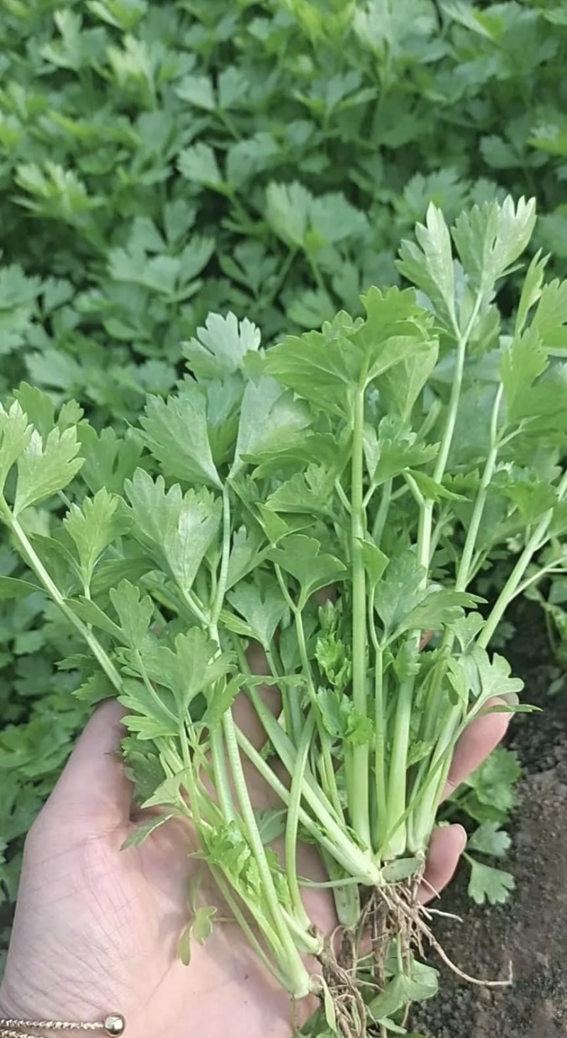 芹菜苗新苗上市
