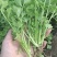 芹菜苗新苗上市