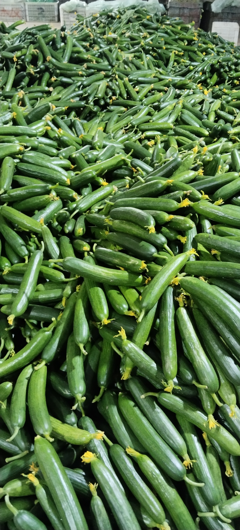 寿光精品小黄瓜荷兰水果黄瓜小青瓜小基地直发现摘现发