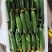 寿光精品小黄瓜荷兰水果黄瓜小青瓜小基地直发现摘现发