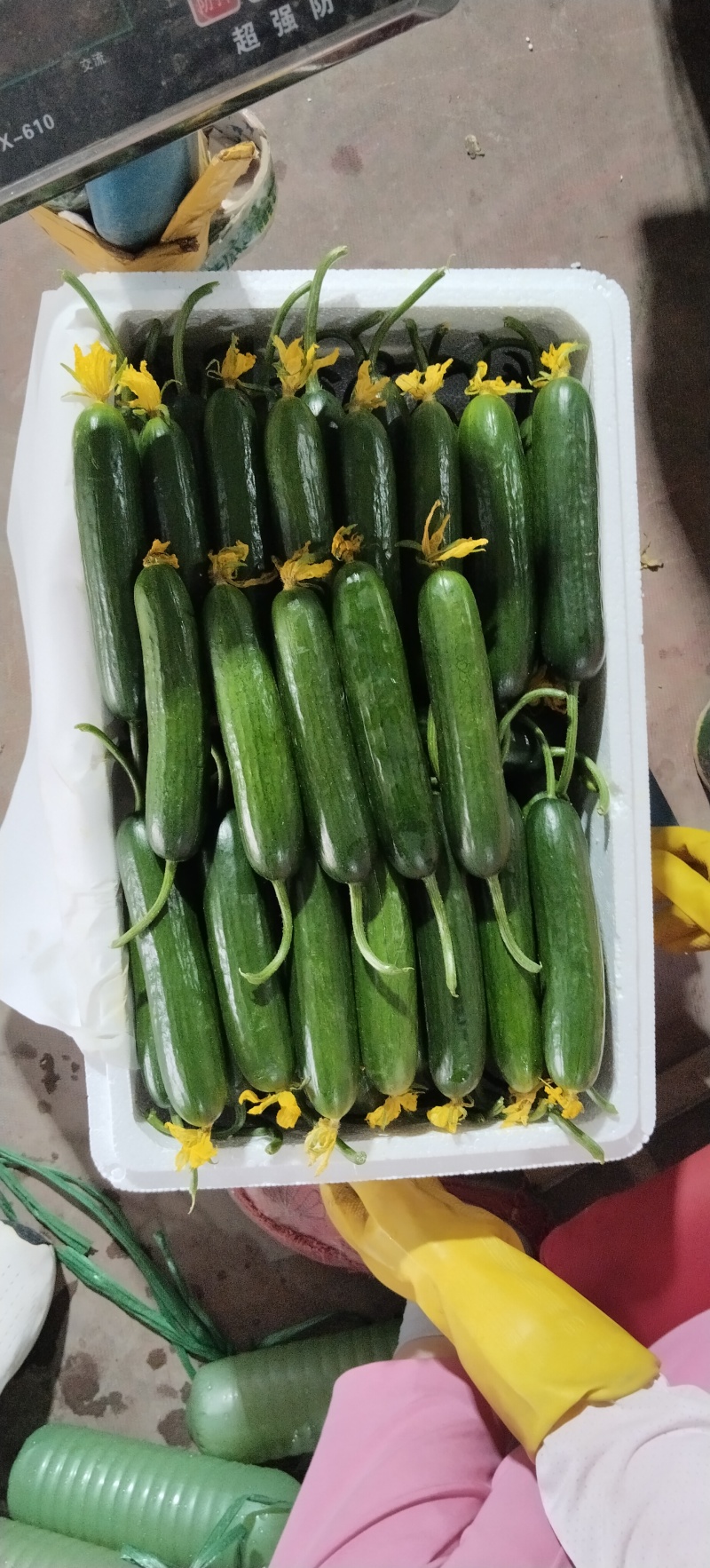 寿光精品小黄瓜荷兰水果黄瓜小青瓜小基地直发现摘现发