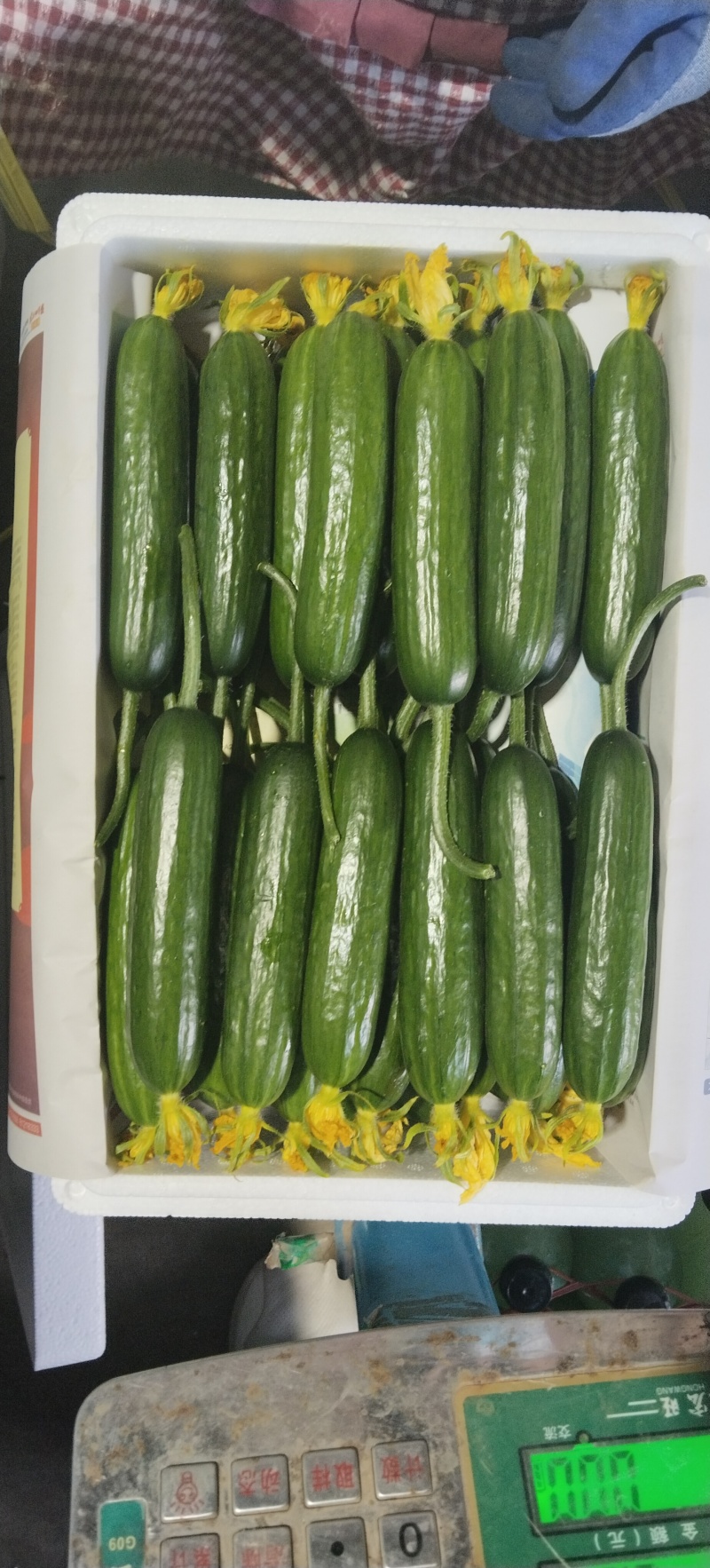 寿光精品小黄瓜荷兰水果黄瓜小青瓜小基地直发现摘现发