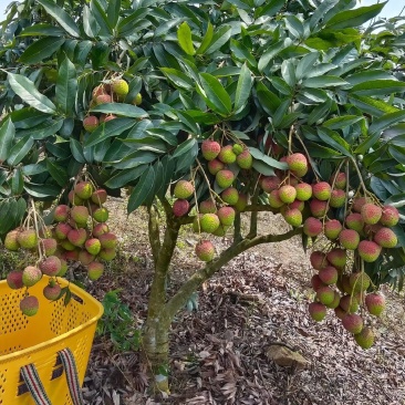 荔枝妃子笑大量上市一手货源品质保证