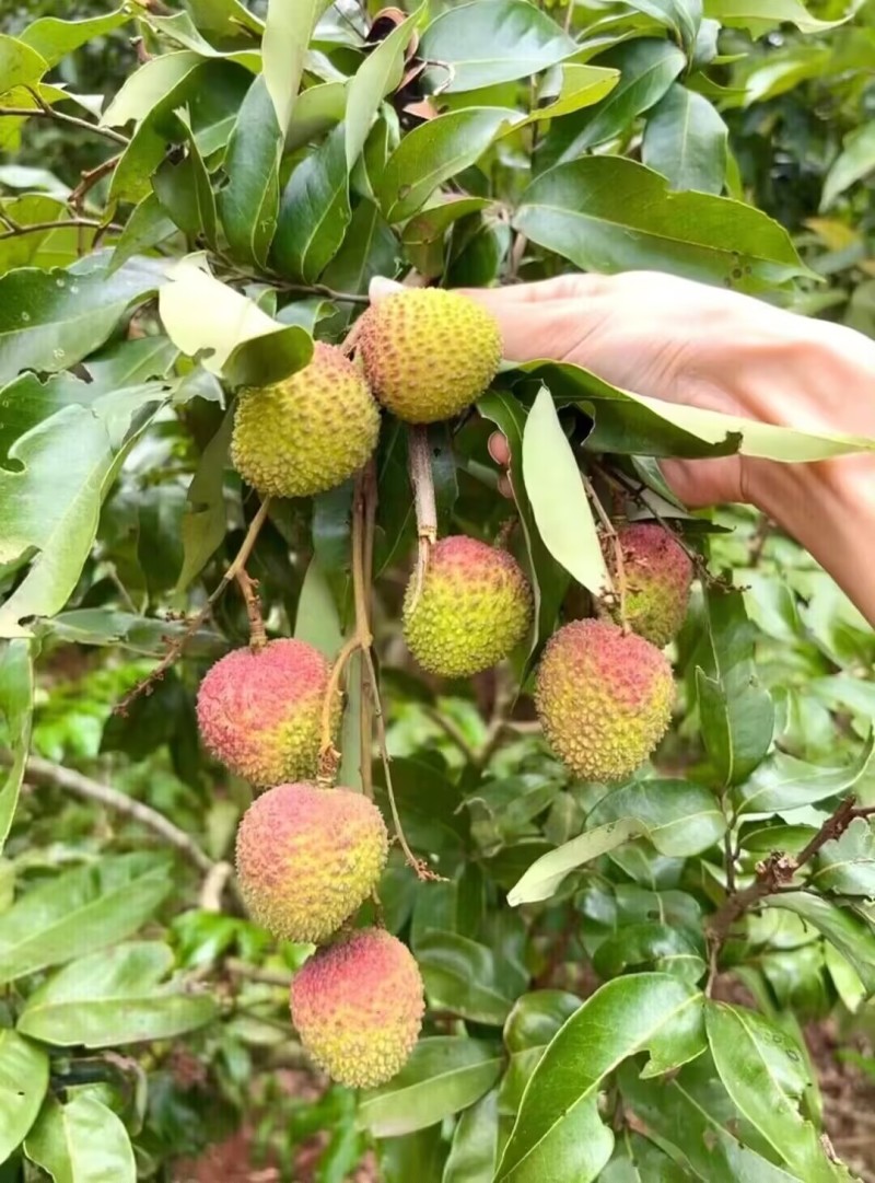 荔枝妃子笑大量上市一手货源品质保证