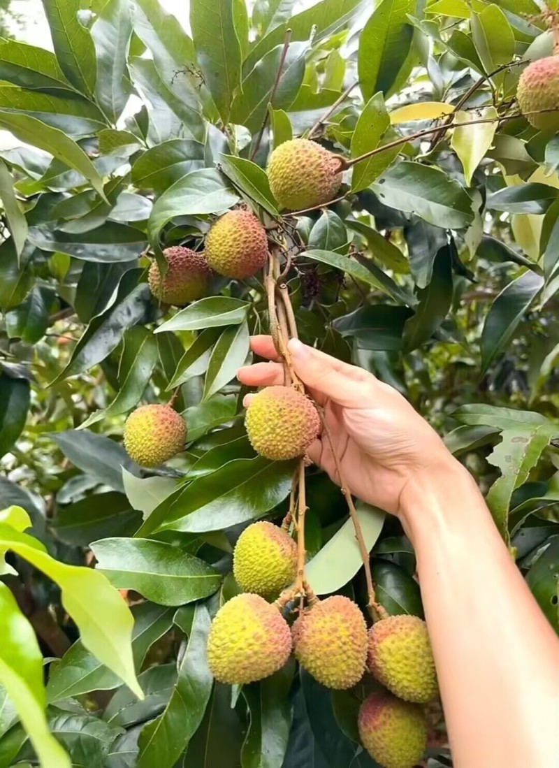 荔枝妃子笑大量上市一手货源品质保证