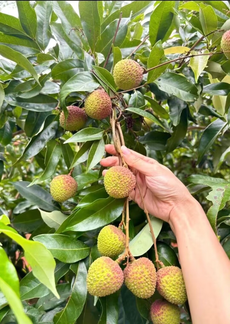 荔枝妃子笑大量上市一手货源品质保证