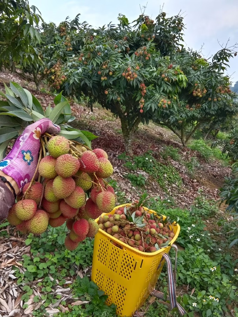荔枝妃子笑大量上市一手货源品质保证