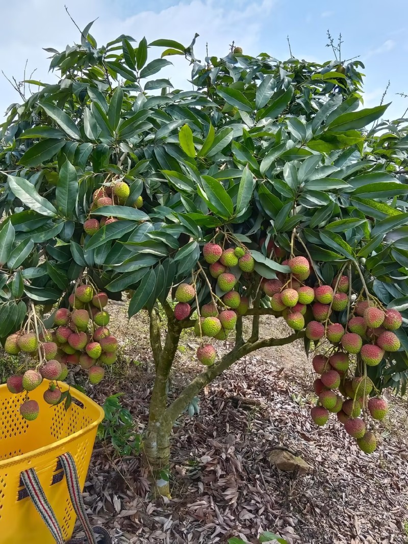荔枝妃子笑大量上市一手货源品质保证