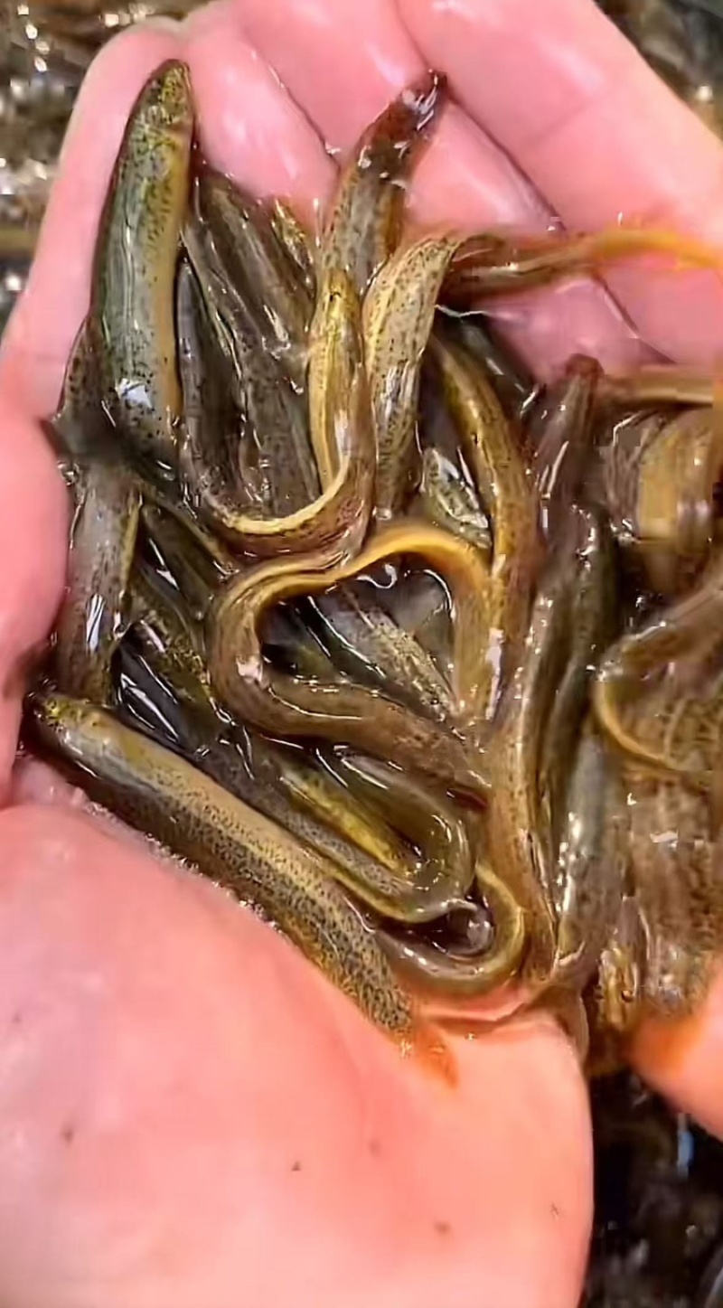 优质杂交泥鳅，土鳅，泥鳅，活力满满，量大从优