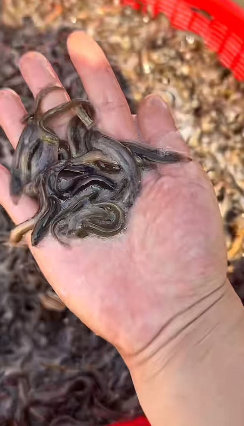 优质杂交泥鳅，土鳅，泥鳅，活力满满，量大从优